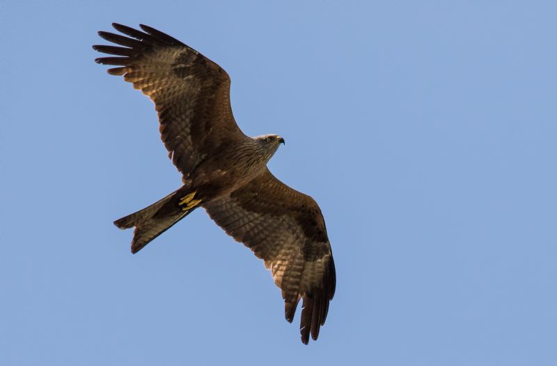 Nibbio bruno (Milvus migrans) ?  Pi� probabile Nibbio reale (Milvus milvus)